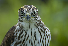 фото "Eye to Eye"
