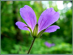 фото "корона лета"