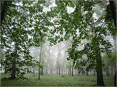 photo "fog"