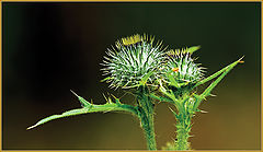 photo "thorny"