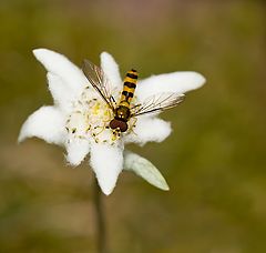 photo "edelweiss"