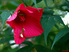 photo "***"