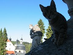 photo "Kitty"