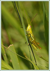 photo "Inhabitants of the meadows"
