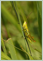 photo "Inhabitants of the meadows"