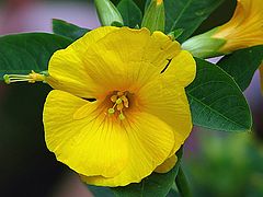 фото "Wild Flower"