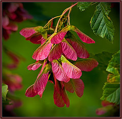 photo "little reds"