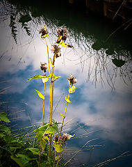 photo "***"