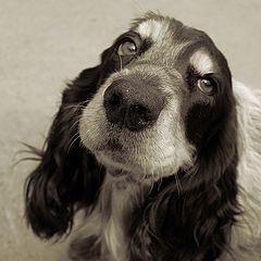 photo "nose in closeup"