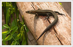 photo "Postcard with lizard"