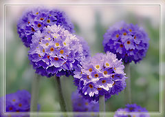 фото "***"