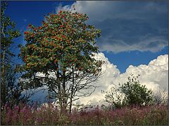 photo "European rowan tree"