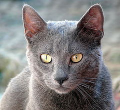 photo "Blue russian cat"