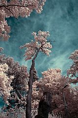 photo "***"