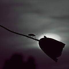 photo "***"