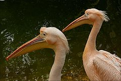 photo "Brothers"