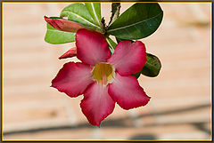 photo "***"