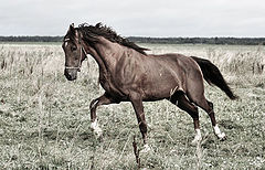 фото "Рывок"
