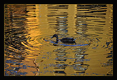 photo "Golden Water"