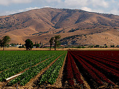 photo "Crops, 2 Colors"