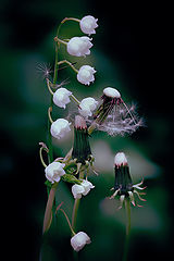 photo "***"