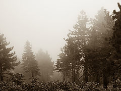 photo "Fog"
