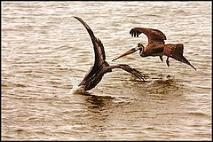 фото "hunting pelicans"