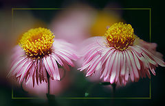 photo "***"