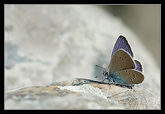 photo "Flower on stones"