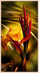 фото "Tango for Katia"
