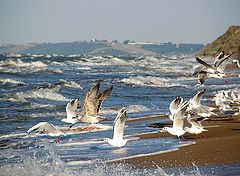фото "Азовское море..."