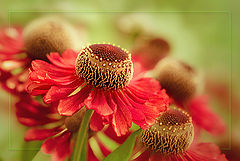 photo "***"