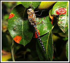 фото "Taking a rest.."