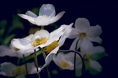 photo "***"