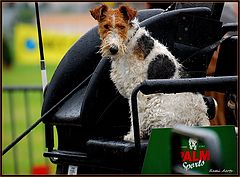 фото "VIP dog"