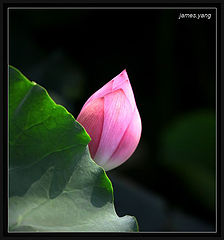 photo "water lily"