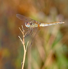 photo "dragonfly"