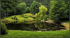 photo "The silence of the green world"