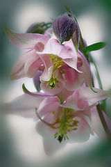 photo "***"