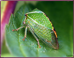 фото "Stictocephala bisonia - Бодушка бизонья"