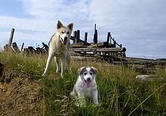 photo "a year after"