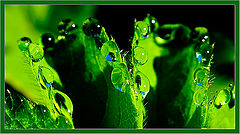 photo "wake up time"