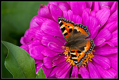 photo "***"