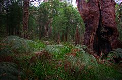 photo "Deep in the Tingle forrest"