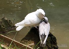 фото "LOVE"