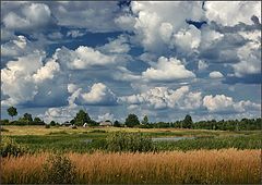 photo "Tender summer"
