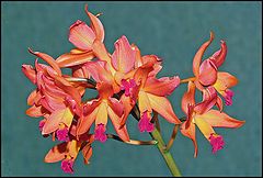 фото "At the Orchid Flower Show 2.Lc Scarlet Imp."