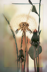 photo "***"