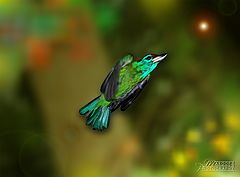 фото "KINGFISHER"