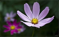 photo "***"